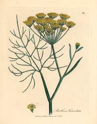 Finocchio a fiori gialli, Anethum foeniculum, da un