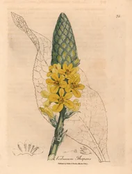 Verbasco a foglie larghe e fiori gialli, Verbascum thapsus, da un