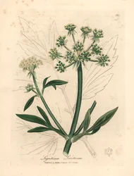 Levistico dai fiori gialli, Ligusticum levisticum, da un