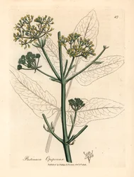 Opopanax a fiori gialli o pastinaca ruvida, Pastinaca opopanax, da un