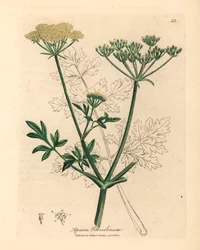 Prezzemolo a fiori gialli, Apium petroselinum, da un