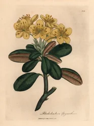 Rododendro dai fiori gialli, Rhododendron chrysanthemum, da un