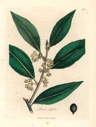 Alloro dolce a fiori gialli, Laurus nobilis, da un