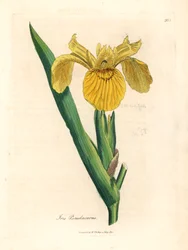 Bandiera d