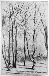 Il Bosco della Diga, c1875 1904