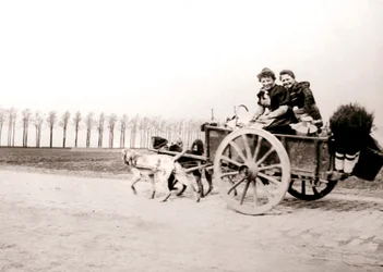 Cani che trainano donne su un carro, Anversa