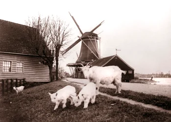 Capre, Laandam, Paesi Bassi, 1898