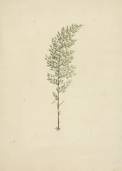 Arundinaria alpina K. Schum. (Bambù africano): disegno finito dell