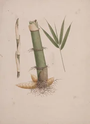 Arundinaria alpina K. Schum. (Bambù africano): disegno finito di sezioni di stelo e di germoglio con foglie