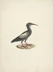 Bostrychia carunculata (Ibis Caruncolato)