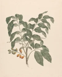 Brucea antidysenterica J. Miller (Albero di James Bruce): disegno finito con stelo di frutti aggiunto