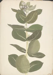 Calotropis procera (Ait.) Ait. f. (Mela di Sodoma, Albero Auricolare): disegno finito di pianta in fiore e fruttificazione