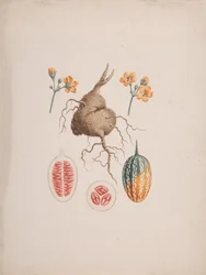 Coccinia abyssinica (Lam.): disegno finito, il tubero e dettaglio del frutto
