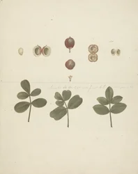 Commiphora gileadensis (L.) C. Chr. (Balsamo di Galaad, Opobalsamo): disegno finito di frutti, frutti sezionati e foglie