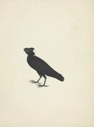 Corvus crassirostris (Corvo dal becco grosso)