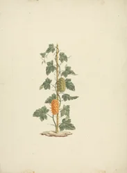 Cucumis metuliferus Naud (Cetriolo selvatico): disegno finito
