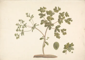 Euphorbia helioscopia L. (Euforbia): disegno finito della pianta in fiore con dettagli di fiori, foglie e frutti