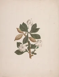 Gardenia ternifolia Schum.& Thonn. (Gardenia selvatica): disegno finito