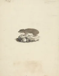 Heterohyrax brucei (Procavia delle Rocce Macchiata di Giallo)