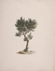 Juniperus procera Endl. (Cedro a matita africano): disegno finito dell