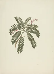 Millettia ferruginea (Hochst) Baker: disegno finito