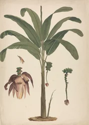 Musa x sapientum L. (Banana): disegno finito con dettagli dell