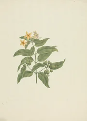 Mussaenda arcuata: disegno finito senza dettagli