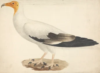Neophron percnopterus (Avvoltoio egiziano)