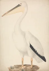 Pelecanus onocrotalus (Grande Pellicano Bianco)