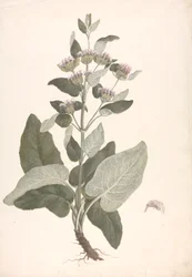 Phlomis herba-venti L.: disegno finito