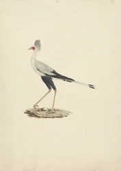 Sagittarius serpentarius (uccello segretario)