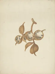 Sterculia africana (Lour.) Fiori: disegno finito del gambo con baccelli di semi, alcuni aperti che mostrano i semi