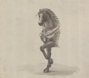 Studio del fronte di un cavallo