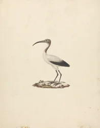 Threkiornis aethiopicus (Ibis sacro africano)