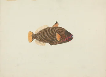 Pesce Non Identificato