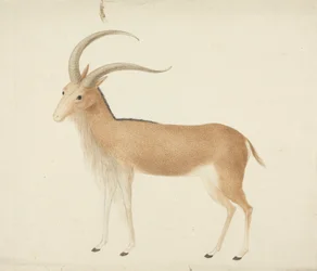 Ungulato non identificato