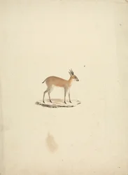 Madogua non identificato (Dik-dik)