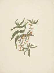 Woodfordia uniflora (A. Rich.) Koehne: disegno finito di germoglio fiorito