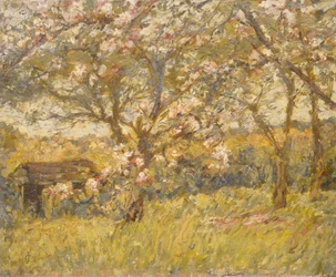 Fiori di melo