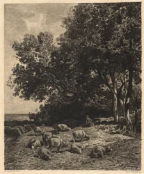 Paesaggio e Pecore