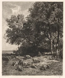 Pecore al pascolo