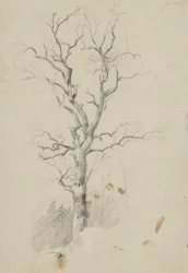 Albero