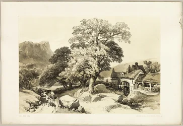 Frassino e Quercia, da Il Parco e la Foresta