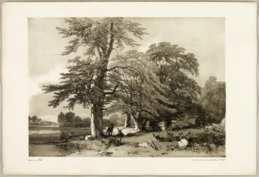 Faggio, da Il Parco e la Foresta
