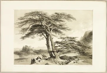 Cedri del Libano, da Il parco e la foresta