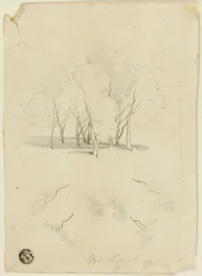 Gruppo di Alberi