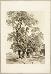Olmo, da Il Parco e la Foresta