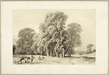 Platani, da Il parco e la foresta