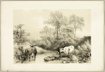Spina, salice, faggio e betulla, da Il parco e la foresta