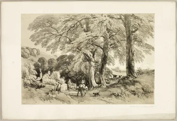 Olmo di Wych, da The Park and the Forest